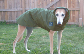 Greyt online hound collars