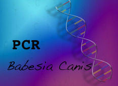 PCR Babesia Canis - Tick Testing - 10/15/2023